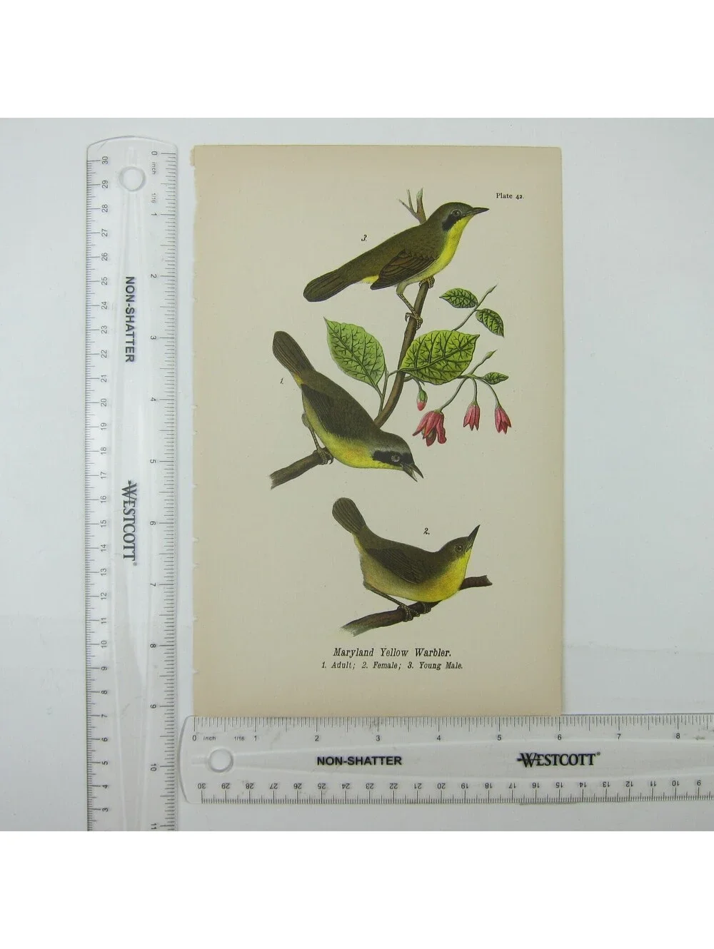 Bird Litho Print Maryland Yellow Warbler After John James Audubon Antique 1890